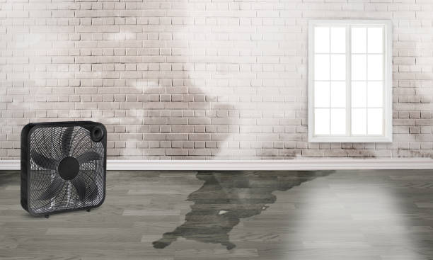 Best Water damage mitigation services  in West Miami, FL